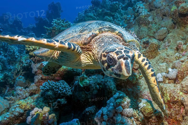Close-up of Hawksbill sea turtle (Eretmochelys imbricata) searching for food in coral reef, Red Sea, Hurghada, Egypt, Africa