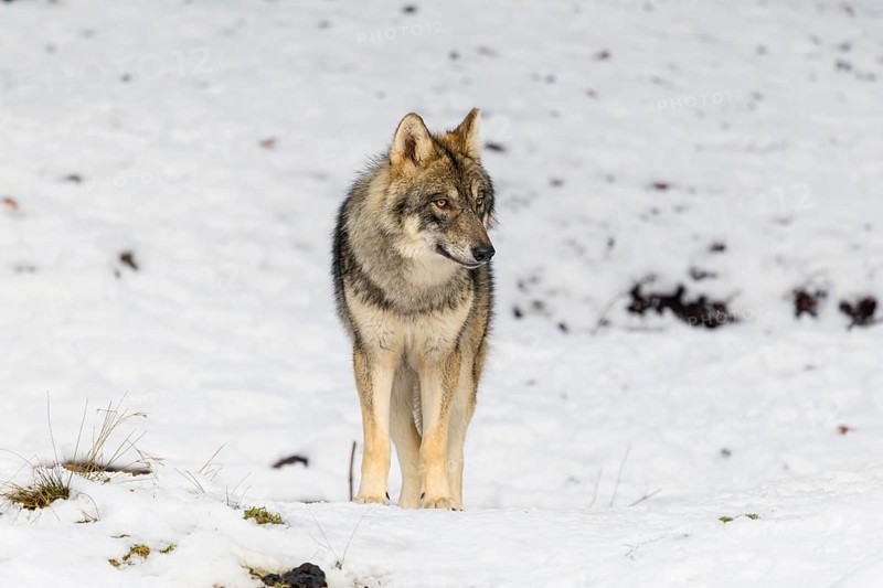 A young grey wolfgrey wolf (Canis lupus lupus) stands on a sloping, snow-covered meadow on a hill on a cold, cloudy day