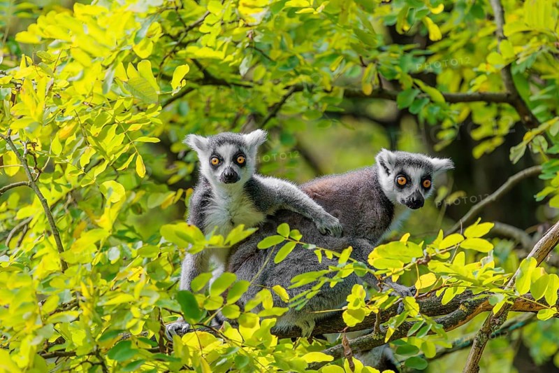 Two ring-tailed lemurs (Lemur catta) sit high up in a tree on a branch between fresh green leaves and play with each other or preen themselves or look around