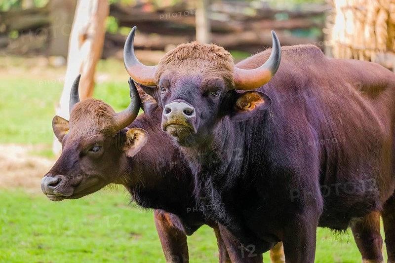 A male and a female Gaur (Bos gaurus gaurus) stand side by side on a green meadow