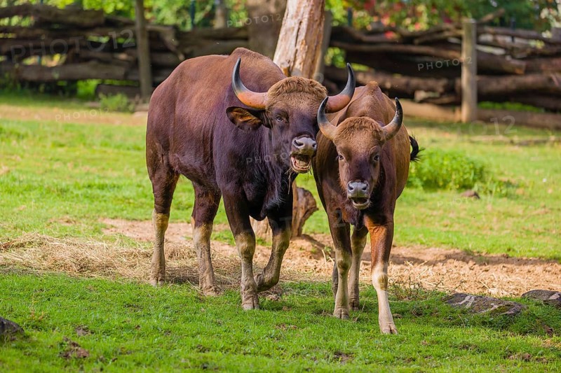 A male and a female Gaur (Bos gaurus gaurus) stand side by side on a green meadow