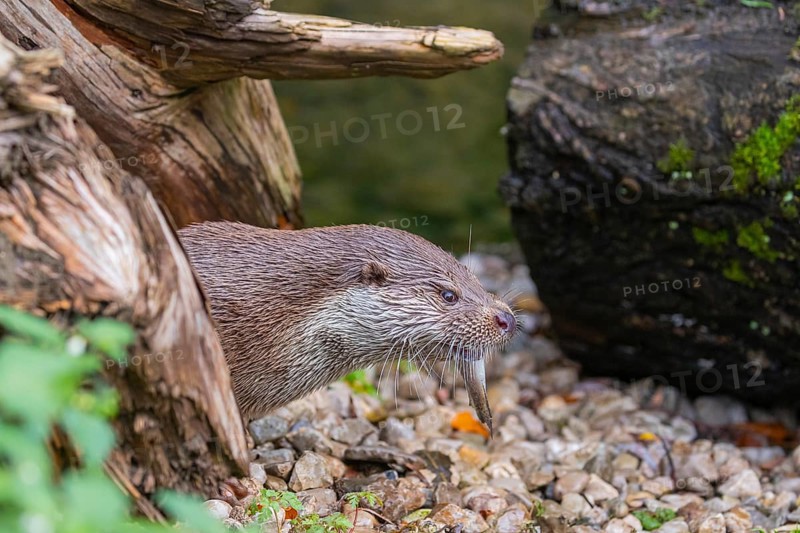 One Eurasian otter (Lutra lutra) resting on the pebbles of a river bank between a log and some green vegetation, eating a fish