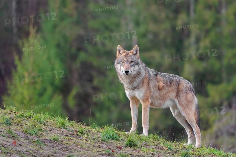 An adult female grey wolf (Canis lupus lupus) stands on a sloping meadow on a hill and observes the surroundings. A forest can be seen in the background