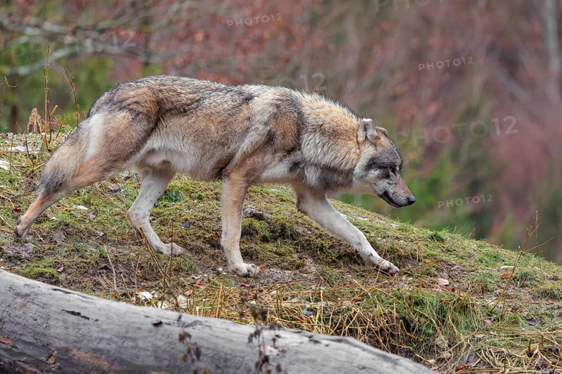 A male eurasian grey wolf (Canis lupus lupus) runs across a meadow down a hill
