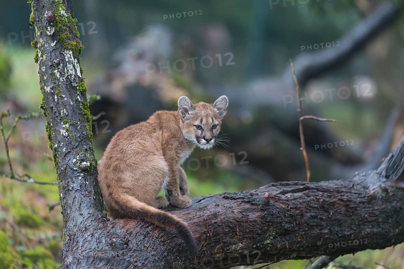 One cougar kitten, Puma concolor, resting in a tree with some green vegetation in the background