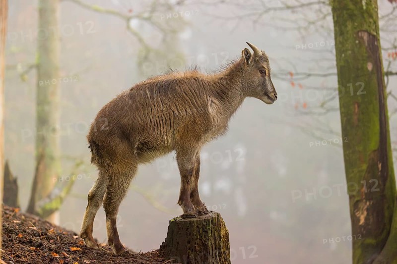 A female Himalayan Tahr (Hemitragus jemlahicus) stands in the forest on a foggy day