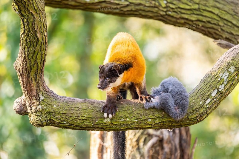 Yellow-throated marten (Martes flavigula) in a forest, captive, Germany, Europe