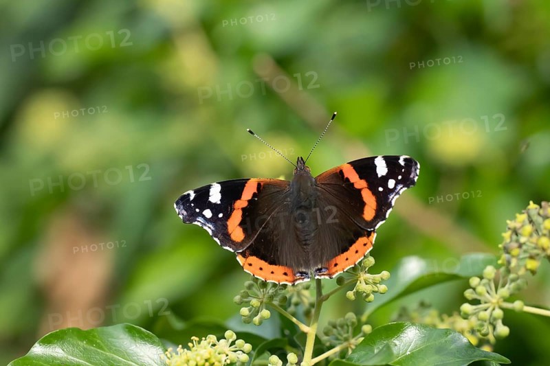 Red admiral butterfly (Vanessa atalanta) adult insect feeding on garden Ivy (Hedera helix) flowers in summer, England, United Kingdom, Europe