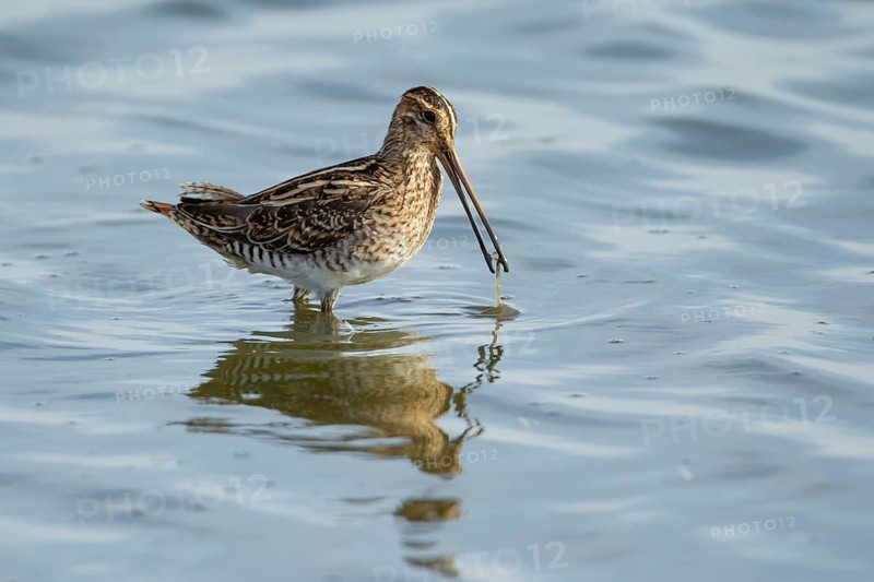 Common snipe (Gallinago gallinago) adult wading bird feeding in water of a shallow lagoon, England, United Kingdom, Europe