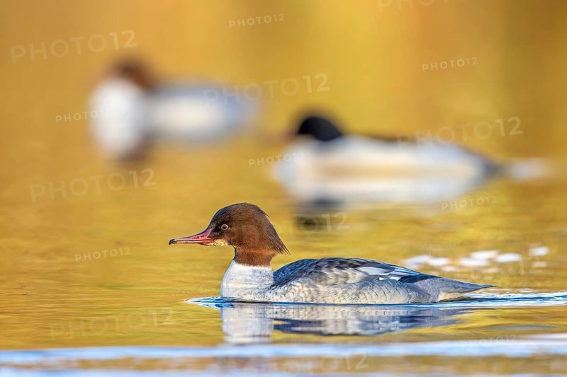 Common mergansers, goosanders (Mergus merganser merganser), two females swimming with male in lake in winter