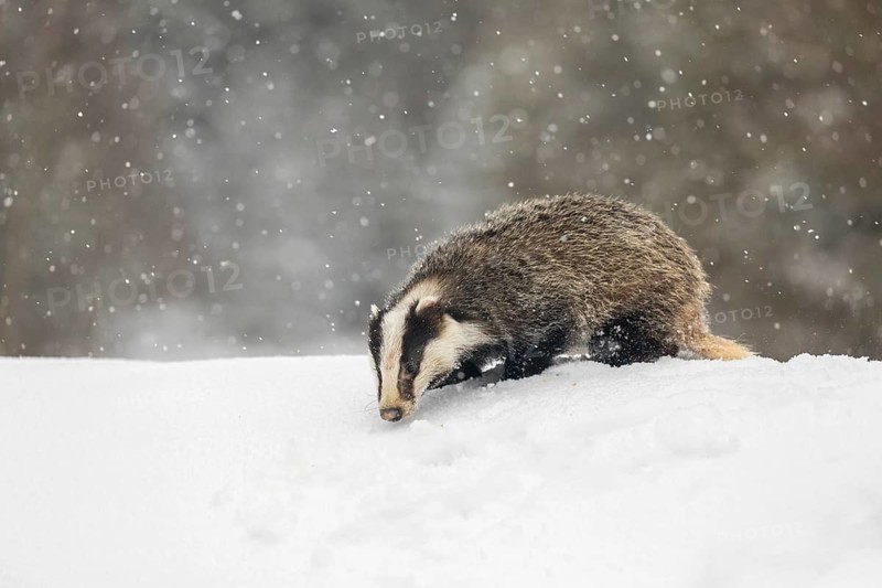 One young European badger (Meles meles) walking through deep snow during snow fall