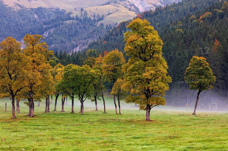 Nature conservancy area Grosser Ahornboden. Sycamore maple trees, Acer pseudoplatanus, in autumn. Karwendel mountains, Austria, Europe