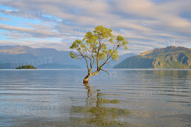 Single tree in the calm waters of a lake, surrounded by mountains, peaceful, Lake Wanaka, summer, Wanaka, Otago, South Island, New Zealand, Oceania