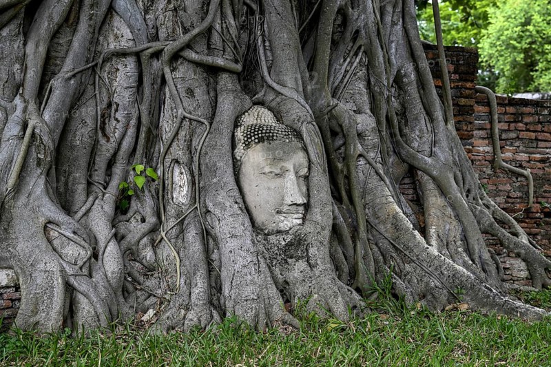 Sandstone Buddha head at the foot of a Bodhi tree in Wat Mahathat, Temple of the Great and Holy Relic, Ayutthaya, Ayutthaya Province, Thailand, Asia