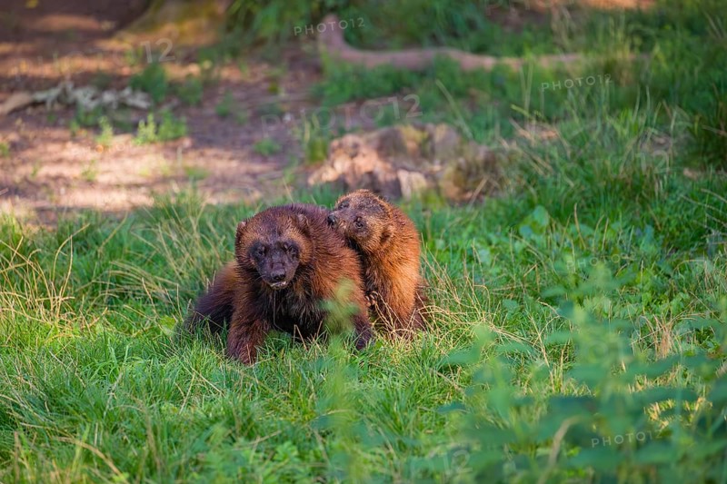 Two wolverine (Gulo gulo) fight each other on a green meadow at a forest edge