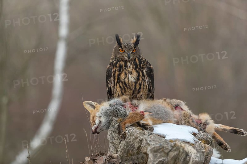 One Eurasian Eagle Owl, Bubo bubo, perched on a carcass of a red fox lying on a rock. A forest in the background