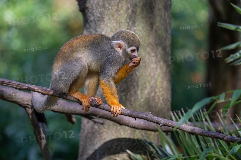One baby Central American squirrel monkey, Saimiri oerstedii, climbing through bushes. Green vegetation around