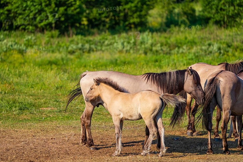 A herd of tarpans (Equus ferus) stands in a clearing in the Masuria tarpan horse reserve, belonging to the scientific station in Popielno, Masuria, North Poland