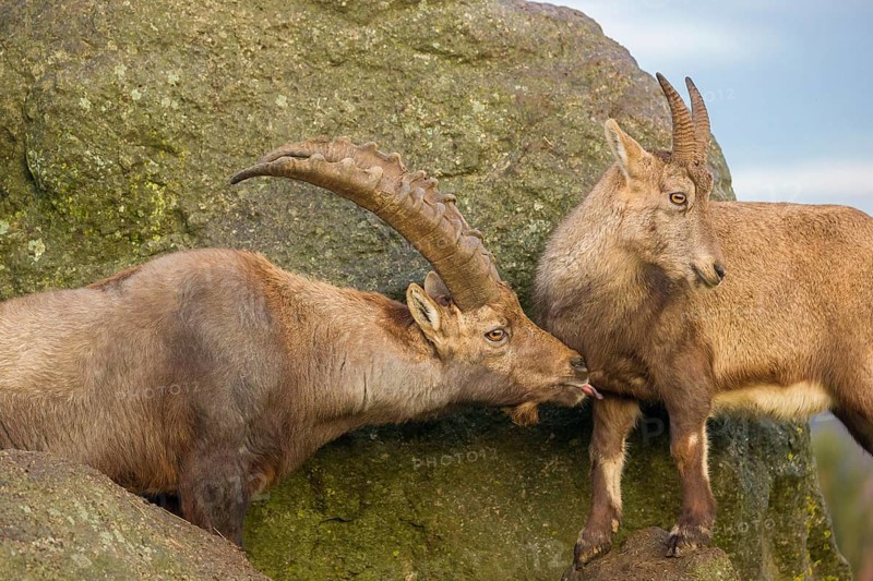Two ibex (Capra ibex), a male and a female, stand on a rock. The male shows some flehming and sniffs on the female