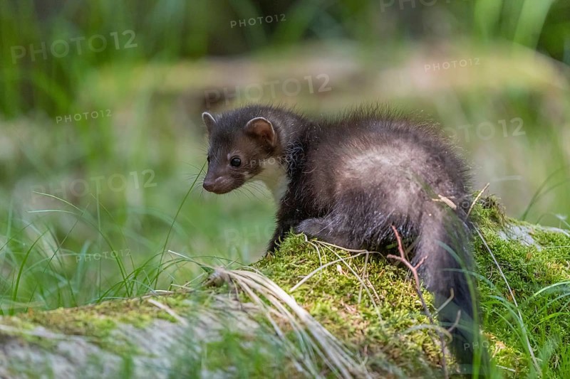 One beech marten (Martes foina), playing on the forest floor between green vegetation