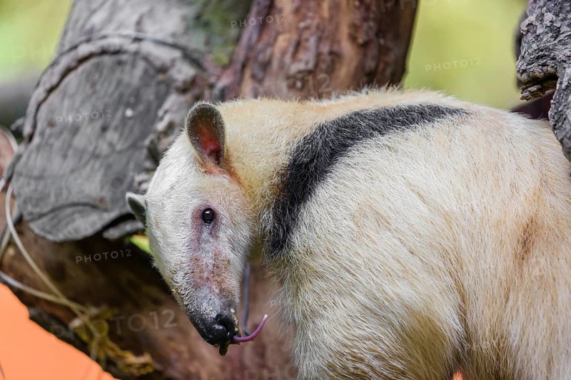 One southern tamandua (Tamandua tetradactyla), climbs up a tree in a forest