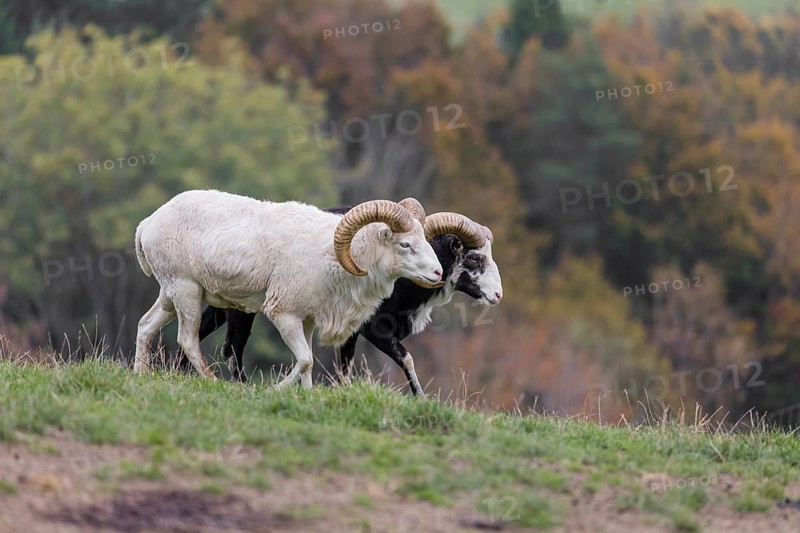 Two male snow sheep (Ovis nivicola), or Siberian bighorn sheep walk over a meadow, side by side