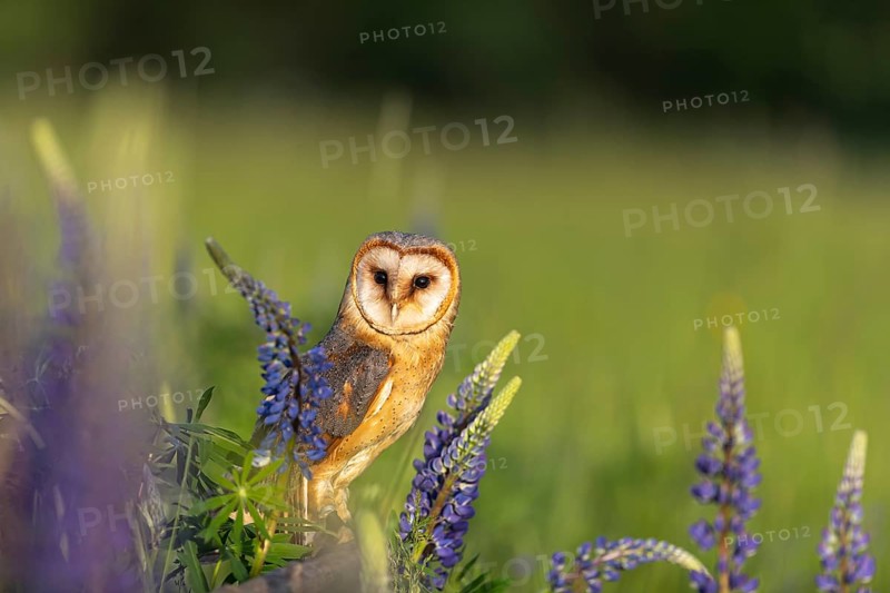 One barn owl (Tyto alba) sitting on a branch lying in a field of flowering lupines in late evening light