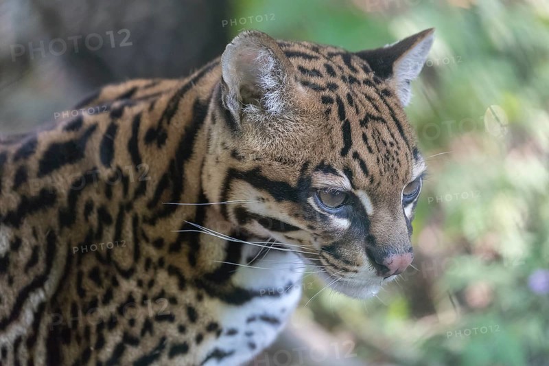 One Ozelot, Leopardus pardalis, frontal portrait with green vegetation in the background