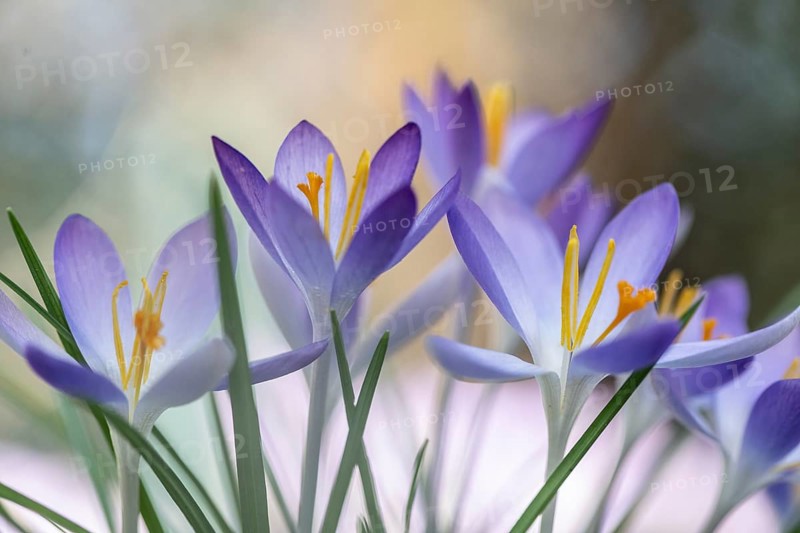 Elf crocus (Crocus tommasinianus), Emsland, Lower Saxony, Germany, Europe