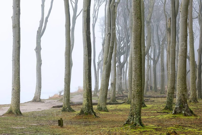Beech trees in mist, shaped by strong winds, at Ghost Wood, Gespensterwald along the Baltic Sea coast at Nienhagen, Mecklenburg-Vorpommern, Germany, Europe
