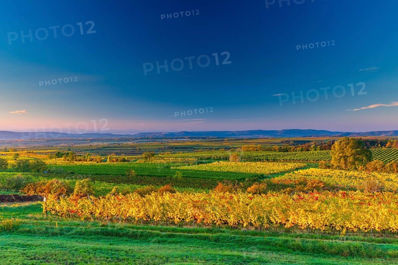 Vineyards near Langenlois, Lower Austria, Austria, Europe
