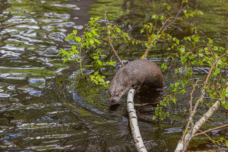 One Eurasian otter (Lutra lutra), jumping into the water from a birch tree branch lying in the water