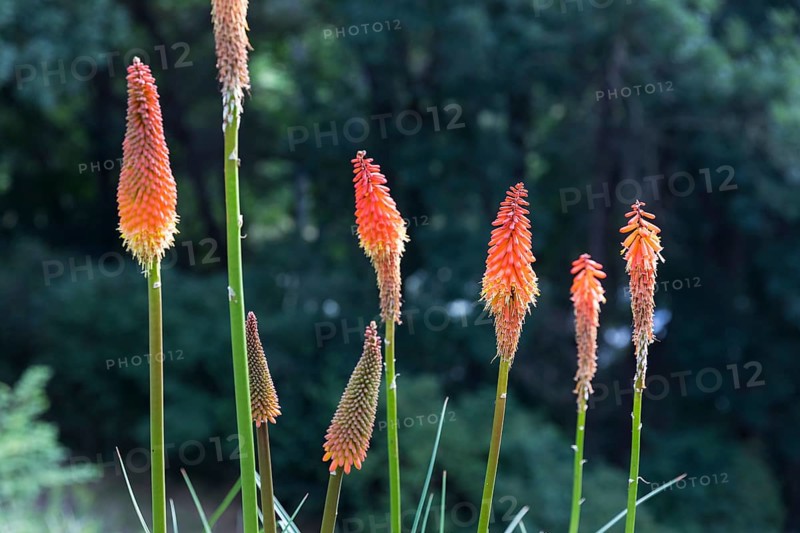Torch lily (Kniphofia) in bloom, Saxony, Germany, Europe