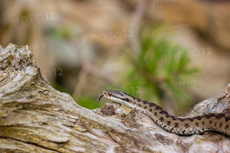 One Vipera berus, the common European adder or common European viper, creeps over a rootstock