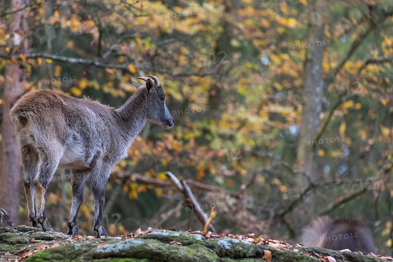 One female Himalayan Tahr (Hemitragus jemlahicus) standing in a forest. Green and yellow forest in the background