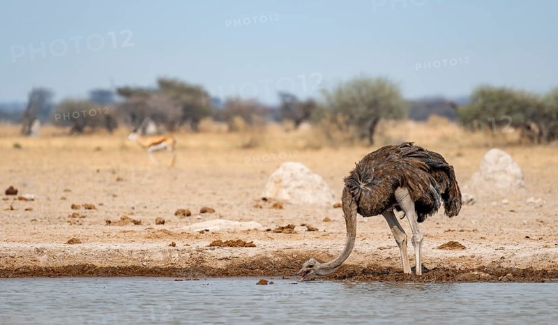 Common ostrich (Struthio camelus), adult female, drinking at a waterhole, Nxai Pan National Park, Botswana, Africa