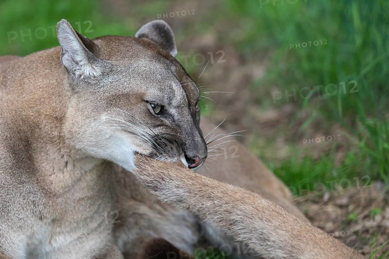 One male cougar, Puma concolor, playing with the tail of its female mate. Green vegetation in the background