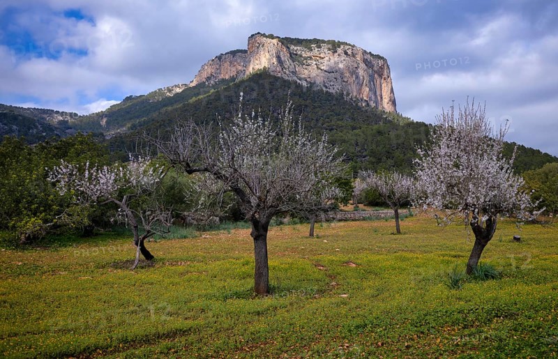 Almond blossom, almond trees, plantation, Tramuntana mountains behind, Serra de Tramuntana, Alaró, Calvià, Majorca, Balearic Islands, Balearic Islands, Spain, Europe