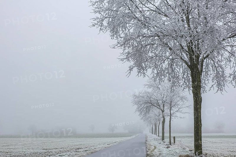 Winter day with fog and hoarfrost, elevation Schöppinger Berg, Schöppingen, Münsterland, North Rhine-Westphalia, Germany, Europe