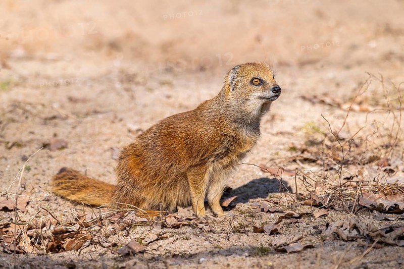 Yellow mongoose (Cynictis penicillata), in the dessert on a sunny day, captive