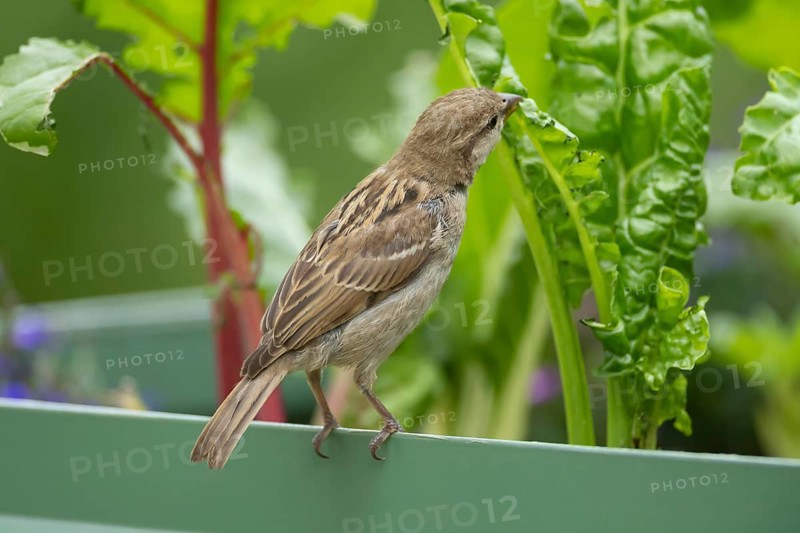 House sparrow (Passer domesticus) adult bird feeding on a garden Swiss chard vegetable plant, England, United Kingdom, Europe