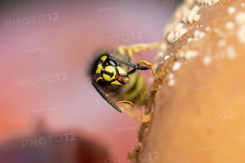Common wasp (Vespula vulgaris) adult insect feeding on fallen fruit in a garden in summer, England, United Kingdom, Europe