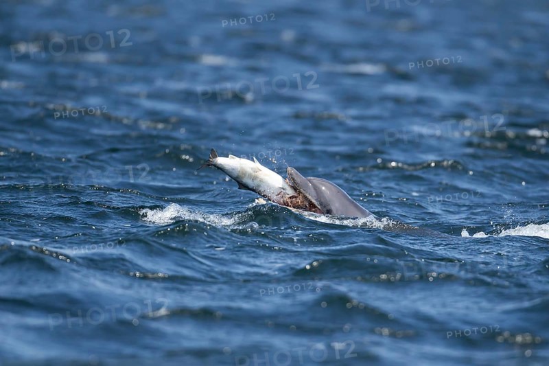 Common bottlenose dolphin (Tursiops truncatus) adult marine mammal eating a salmon fish on the surface of the sea, Scotland, United Kingdom, Europe