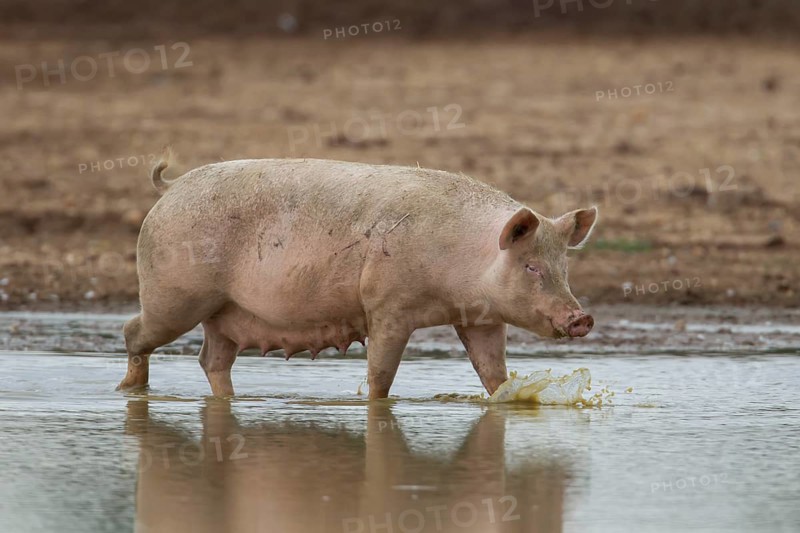 Domestic pig (Sus scrofa domesticus) adult farm animal walking in a puddle in a muddy field, England, United Kingdom, Europe