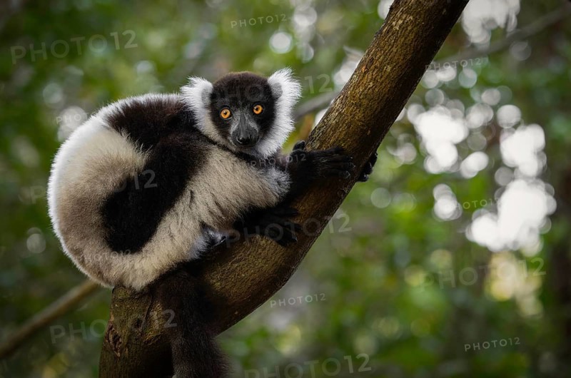 Black and white ruffed lemur (Variecea variegata) in the ren forests of the Maromizaha Reserve in eastern Madagascar