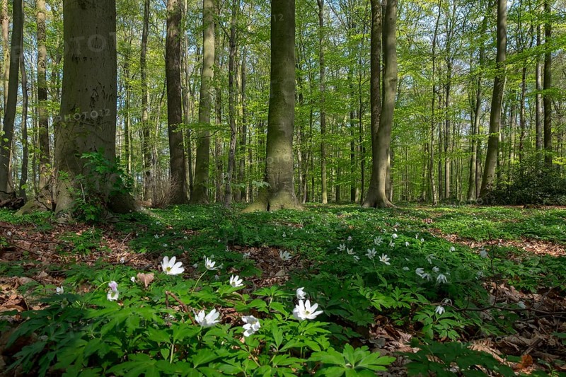 Beech forest in spring with wood anemones, Ahaus, Münsterland, North Rhine-Westphalia, Germany, Europe