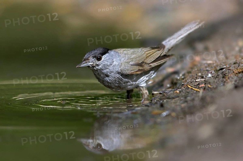 Eurasian blackcap (Sylvia atricapilla) male drinking water from pond, rivulet in spring
