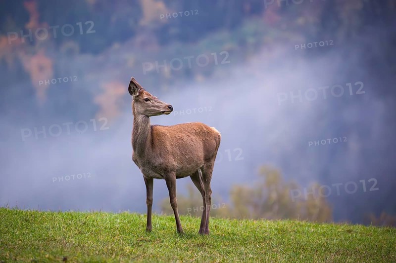 A red deer hind (Cervus elaphus) stands in a meadow on a foggy day
