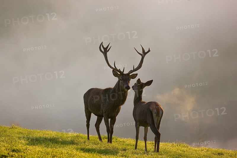 A red deer hind and a stag (Cervus elaphus) stand backlit on a meadow. Early morning light with a forest in mist and fall foliage in the background