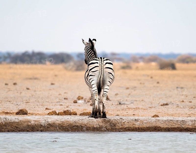 Steppe zebra (Equus quagga), zebra from behind at the waterhole, Nxai Pan National Park, Botswana, Africa